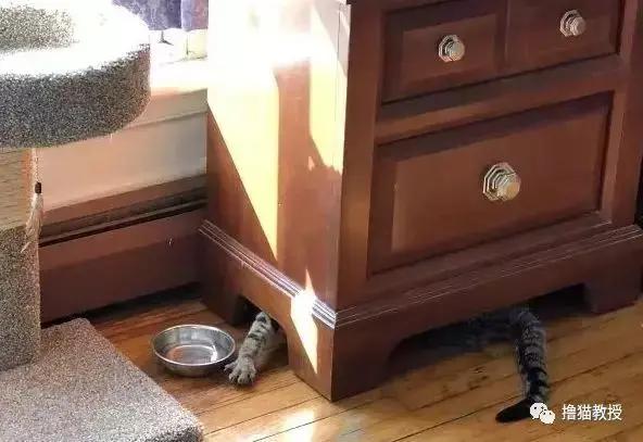 猫咪能傻到什么程度?原来傻猫真不是白叫的