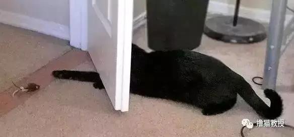 猫咪能傻到什么程度?原来傻猫真不是白叫的