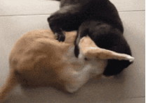 猫咪能傻到什么程度?原来傻猫真不是白叫的
