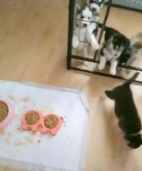 为什么它们能吃到食物? 小奶狗心急狂吠 没发现旁边就有出口!