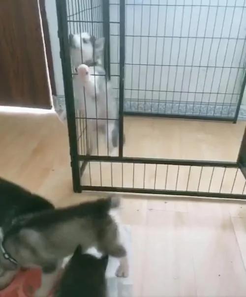 为什么它们能吃到食物? 小奶狗心急狂吠 没发现旁边就有出口!
