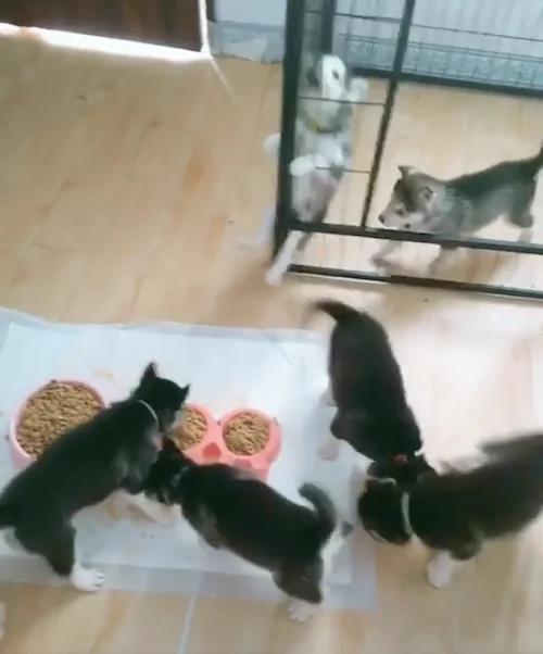 为什么它们能吃到食物? 小奶狗心急狂吠 没发现旁边就有出口!