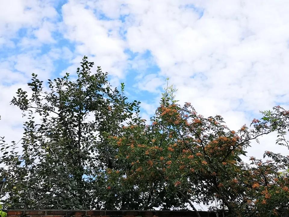 说花椒吃花椒花椒的功效与价值谁能说得清