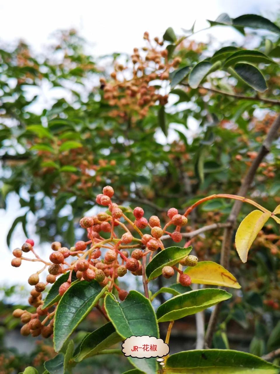 说花椒吃花椒花椒的功效与价值谁能说得清
