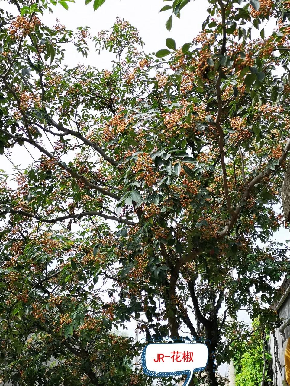 说花椒吃花椒花椒的功效与价值谁能说得清