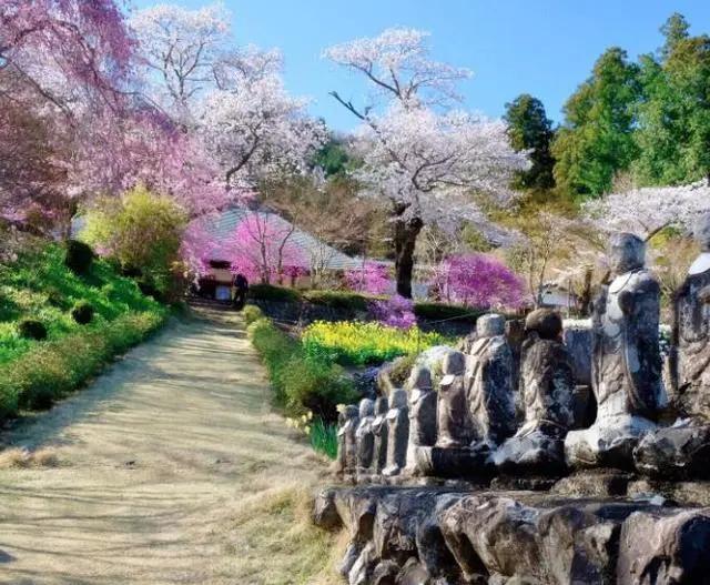 日本最美的寺庙 不烧香却处处种着花 一年四季都是彩色!