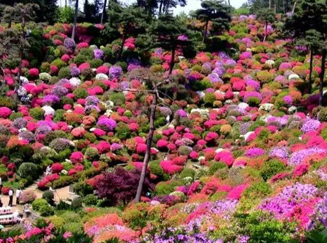 日本最美的寺庙 不烧香却处处种着花 一年四季都是彩色!