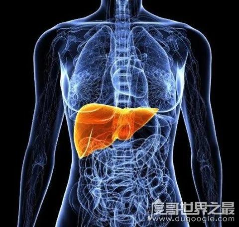 人体最大的解毒器官是什么 肝脏(通过分泌生物酶解毒)