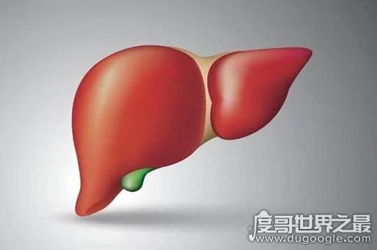 人体最大的解毒器官是什么 肝脏(通过分泌生物酶解毒)