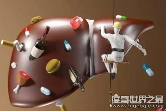 人体最大的解毒器官是什么 肝脏(通过分泌生物酶解毒)