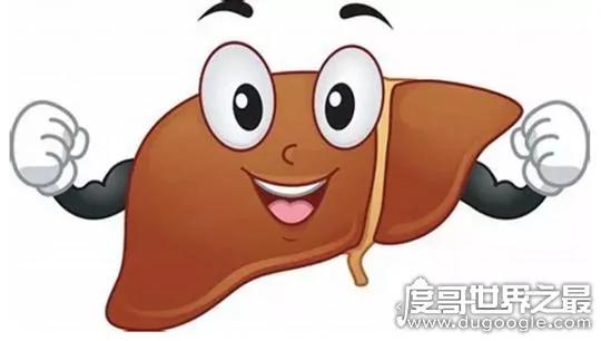 人体最大的解毒器官是什么 肝脏(通过分泌生物酶解毒)