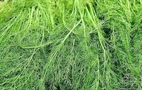 秋天阳台撒点种子 长出来的“菜” 用来包包子 好吃不贵