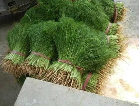 秋天阳台撒点种子 长出来的“菜” 用来包包子 好吃不贵