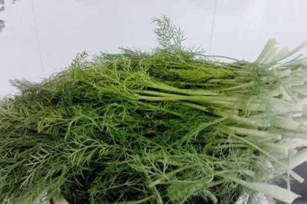 秋天阳台撒点种子 长出来的“菜” 用来包包子 好吃不贵
