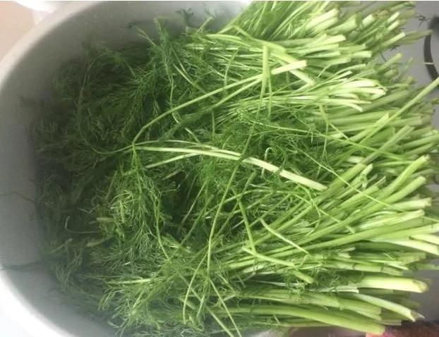 秋天阳台撒点种子 长出来的“菜” 用来包包子 好吃不贵