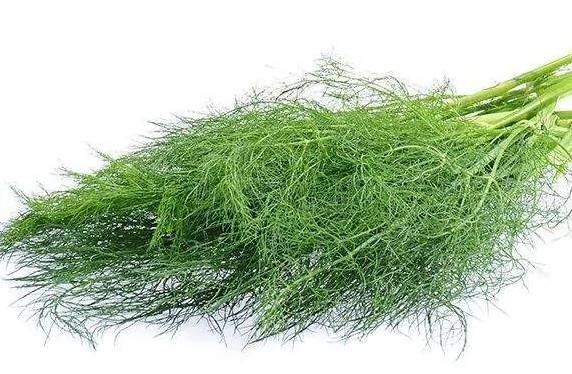 秋天阳台撒点种子 长出来的“菜” 用来包包子 好吃不贵