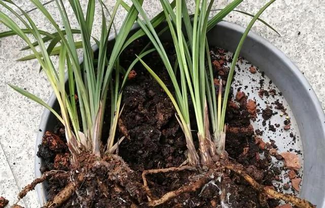 家家都有的“废物” 却是养花的宝贝 掰碎垫盆底 花草不烂根