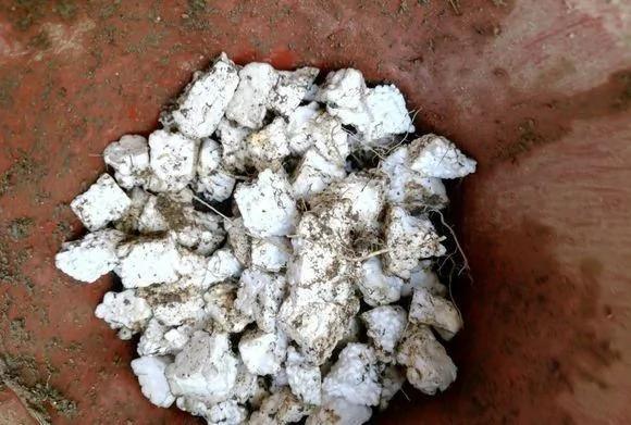 家家都有的“废物” 却是养花的宝贝 掰碎垫盆底 花草不烂根