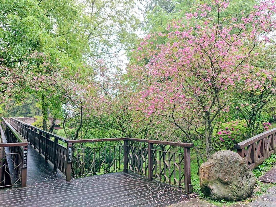 阿里山隐藏版8大景点 逛秘境铁道 仙境森林!