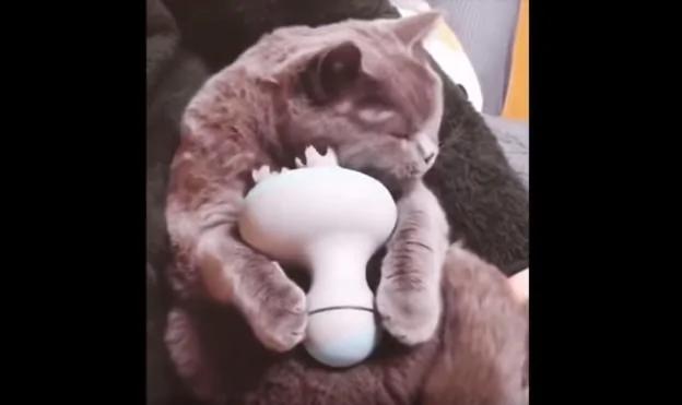 猫咪妙用按摩器 心满意足的表情萌翻网友!