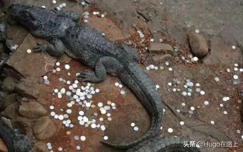 一起旅游的各种奇葩同伴 看到第几个你不由自主点头了!