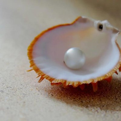 Couple Finds Pearl That Could Be Worth Thousands in Clam at NJ