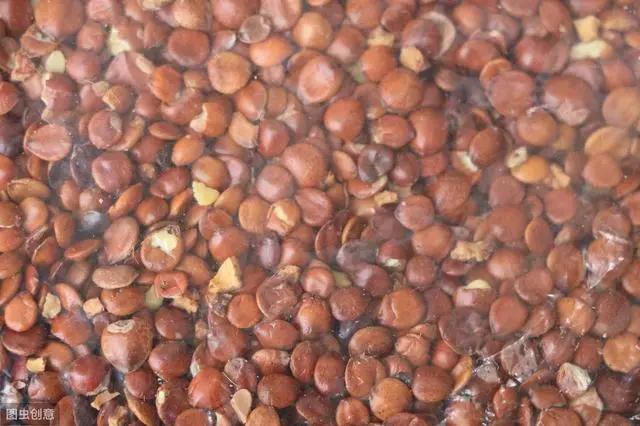 你到底失眠了么?中医教你个小方法 一口茶就可以摆脱失眠困扰