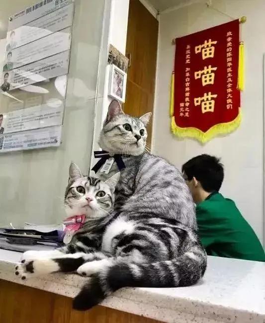 笑疯!宠物医院收到的锦旗太搞笑了!