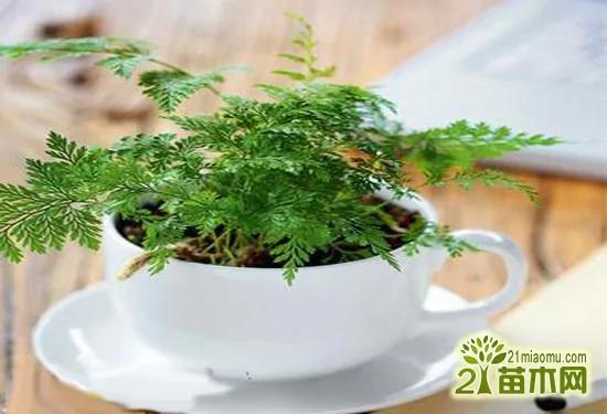 自制小盆栽的方法与步骤 享受自制盆栽植物的乐趣