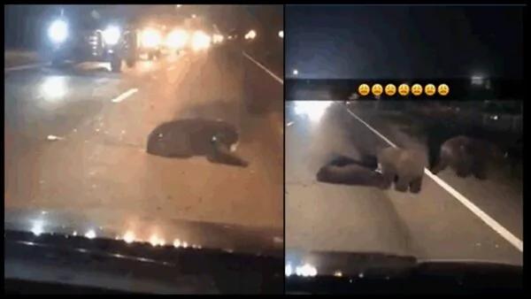 3黑熊公路抢救受伤小熊 女车主心碎高喊“快救走孩子”!