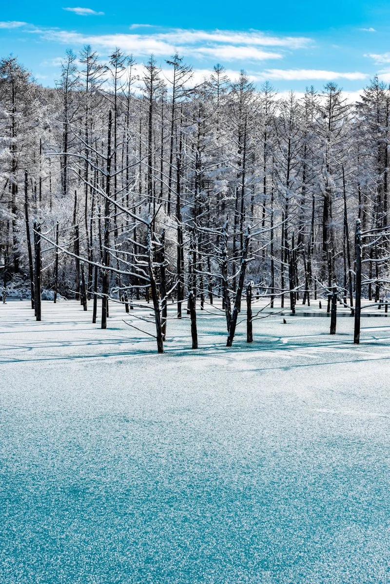 北海道青池初落雪美到不似人间一到夜晚瞬间变成魔幻风景 阿波罗新闻网