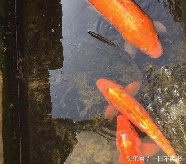 男孩在破庙前给老婆婆三条鱼 却无意中增加父亲30年阳寿!