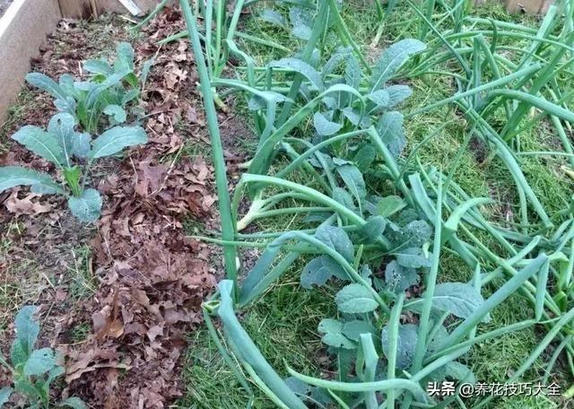 院子里的土壤太貧瘠 用這些方法能在一年內改善 讓植物花卉長好 3 20191217042735194