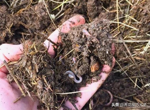 院子里的土壤太貧瘠 用這些方法能在一年內改善 讓植物花卉長好 4 20191217042735299