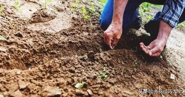 院子里的土壤太贫瘠用这些方法能在一年内改善让植物花卉长好 阿波罗新闻网