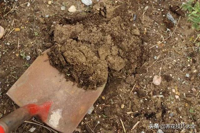 院子里的土壤太貧瘠 用這些方法能在一年內改善 讓植物花卉長好 5 20191217042735647