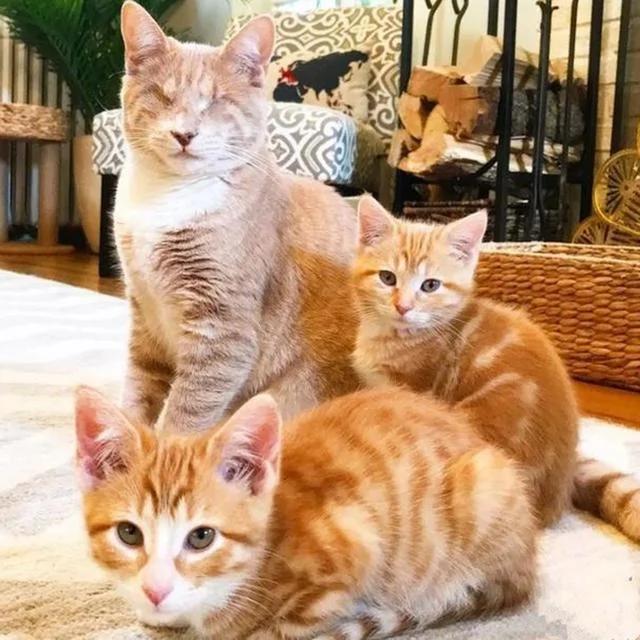 橘猫兄弟被人收养 生活富足后不忘失明老母 苦寻后将其接回