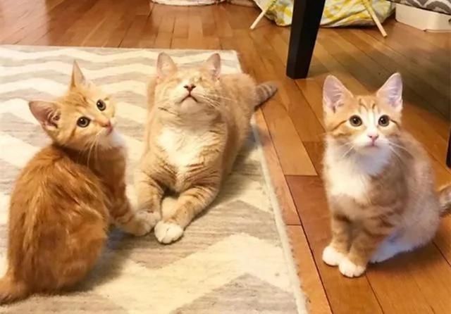 橘猫兄弟被人收养 生活富足后不忘失明老母 苦寻后将其接回
