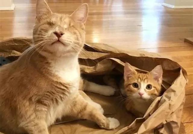 橘猫兄弟被人收养 生活富足后不忘失明老母 苦寻后将其接回