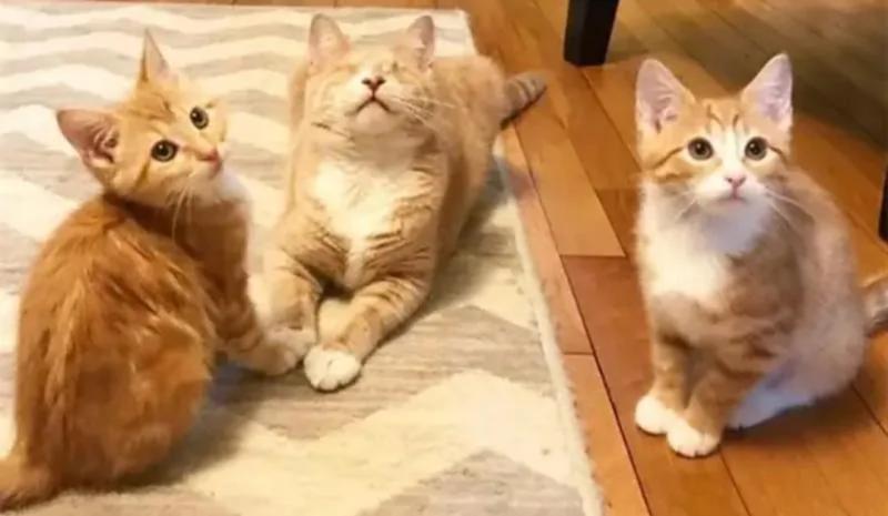 橘猫兄弟被人收养 生活富足后不忘失明老母 苦寻后将其接回