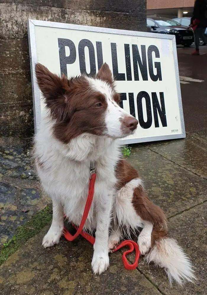 英国首相带着狗狗参加大选 没想到全英国的狗都带来了