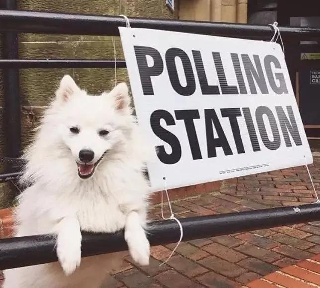 英国首相带着狗狗参加大选 没想到全英国的狗都带来了