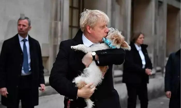 英国首相带着狗狗参加大选 没想到全英国的狗都带来了