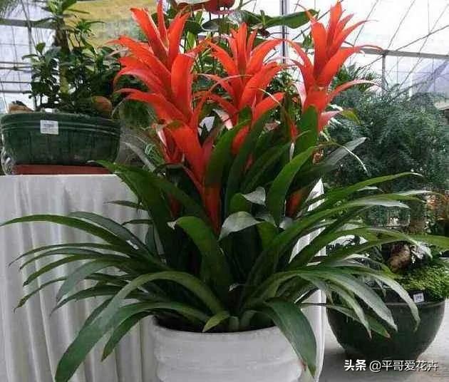 植物长势差?“3种药片”兑水浇 枝叶疯长不停 啥花都喜欢