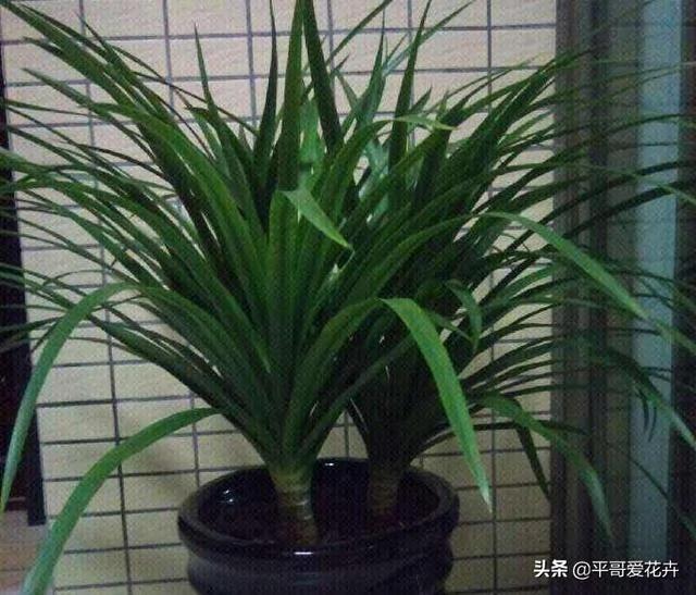植物长势差?“3种药片”兑水浇 枝叶疯长不停 啥花都喜欢