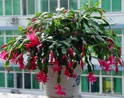 植物长势差?“3种药片”兑水浇 枝叶疯长不停 啥花都喜欢