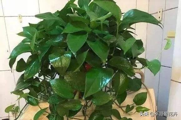 植物长势差?“3种药片”兑水浇 枝叶疯长不停 啥花都喜欢