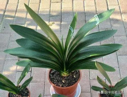 植物长势差?“3种药片”兑水浇 枝叶疯长不停 啥花都喜欢
