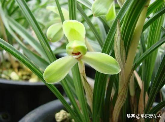 植物长势差?“3种药片”兑水浇 枝叶疯长不停 啥花都喜欢