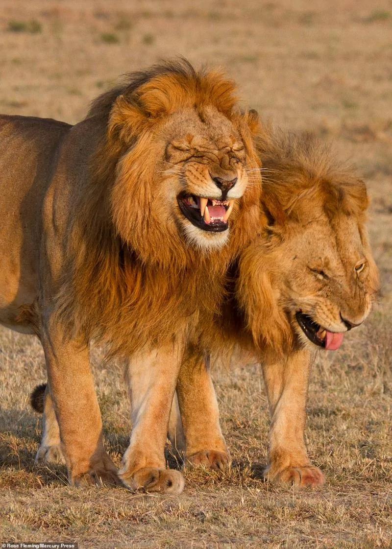 2隻雄獅散步時突然點中笑穴 默契張嘴：哈、哈、哈！